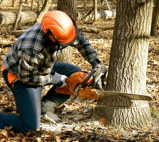 Tree Removal in Unionville, CT